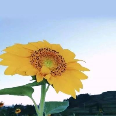 披萨堆塔手游下载